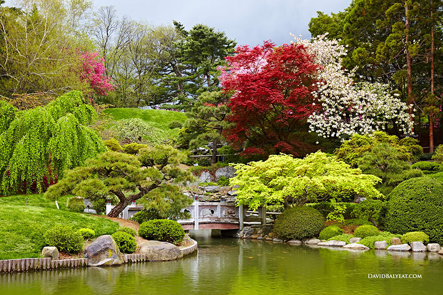brooklyn-botanical-garden-spring-cherry-blossoms-japanese-garden-pond-bonzai-maple-high-definition-hd-professional-landscape-photography